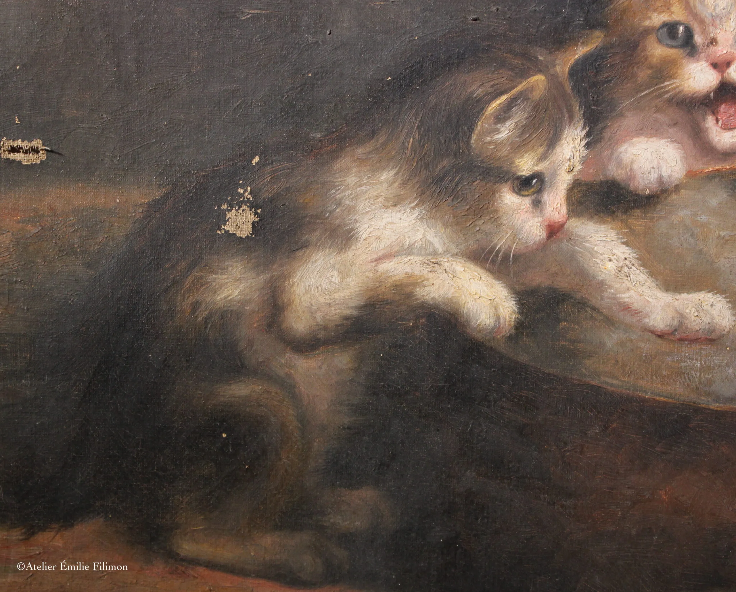 Chats avant restauration